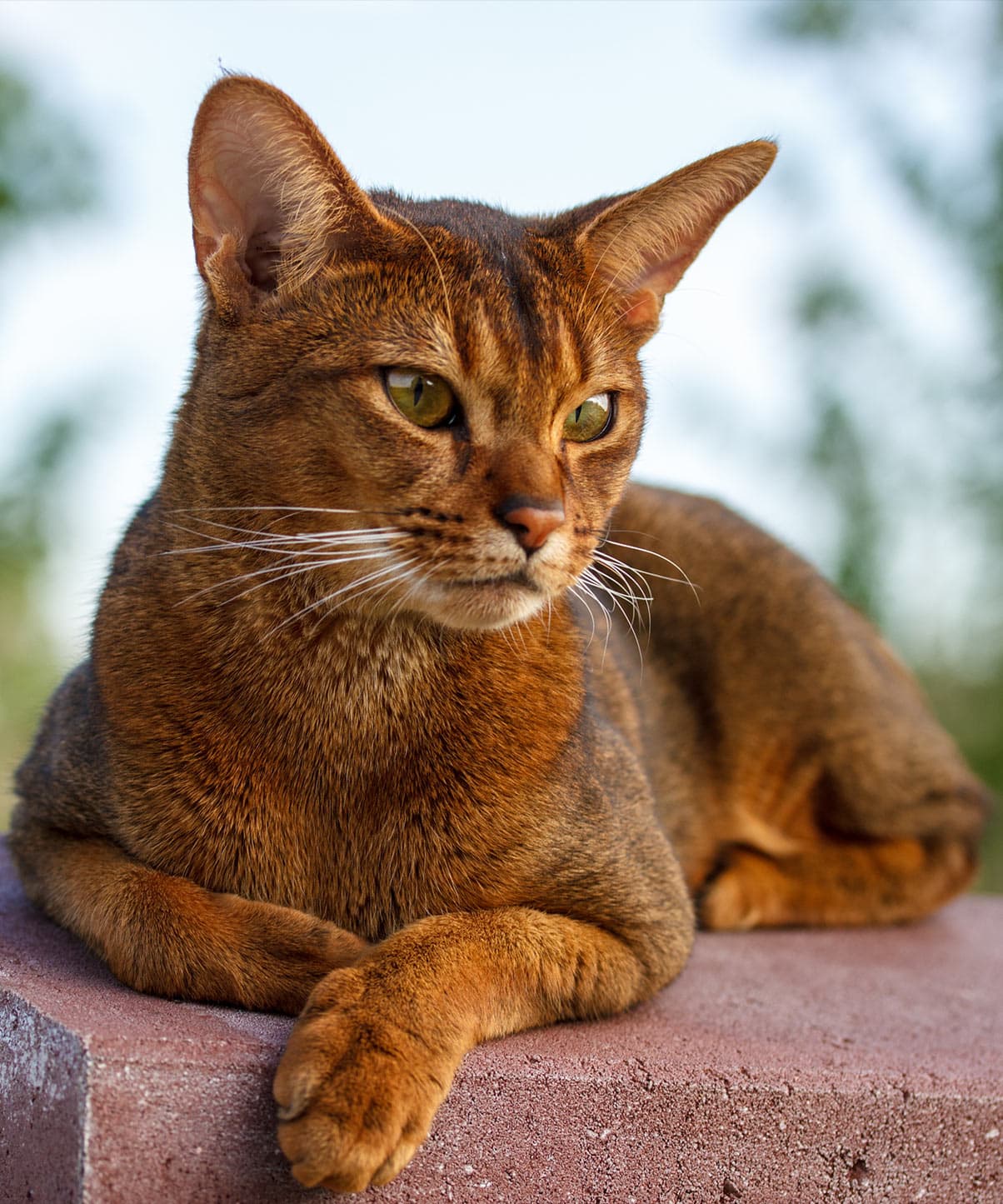 Abyssinian-4