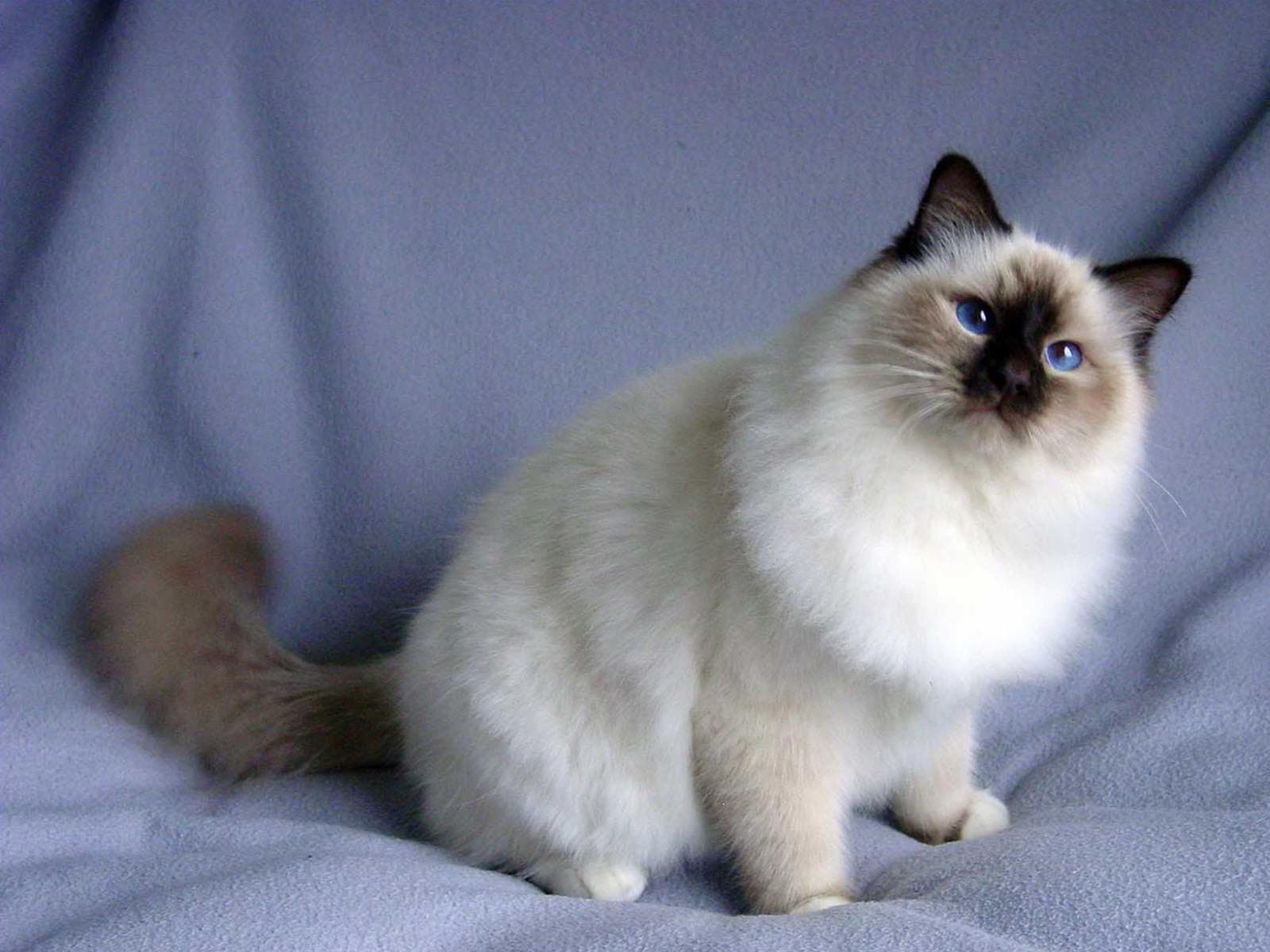 Birman-2