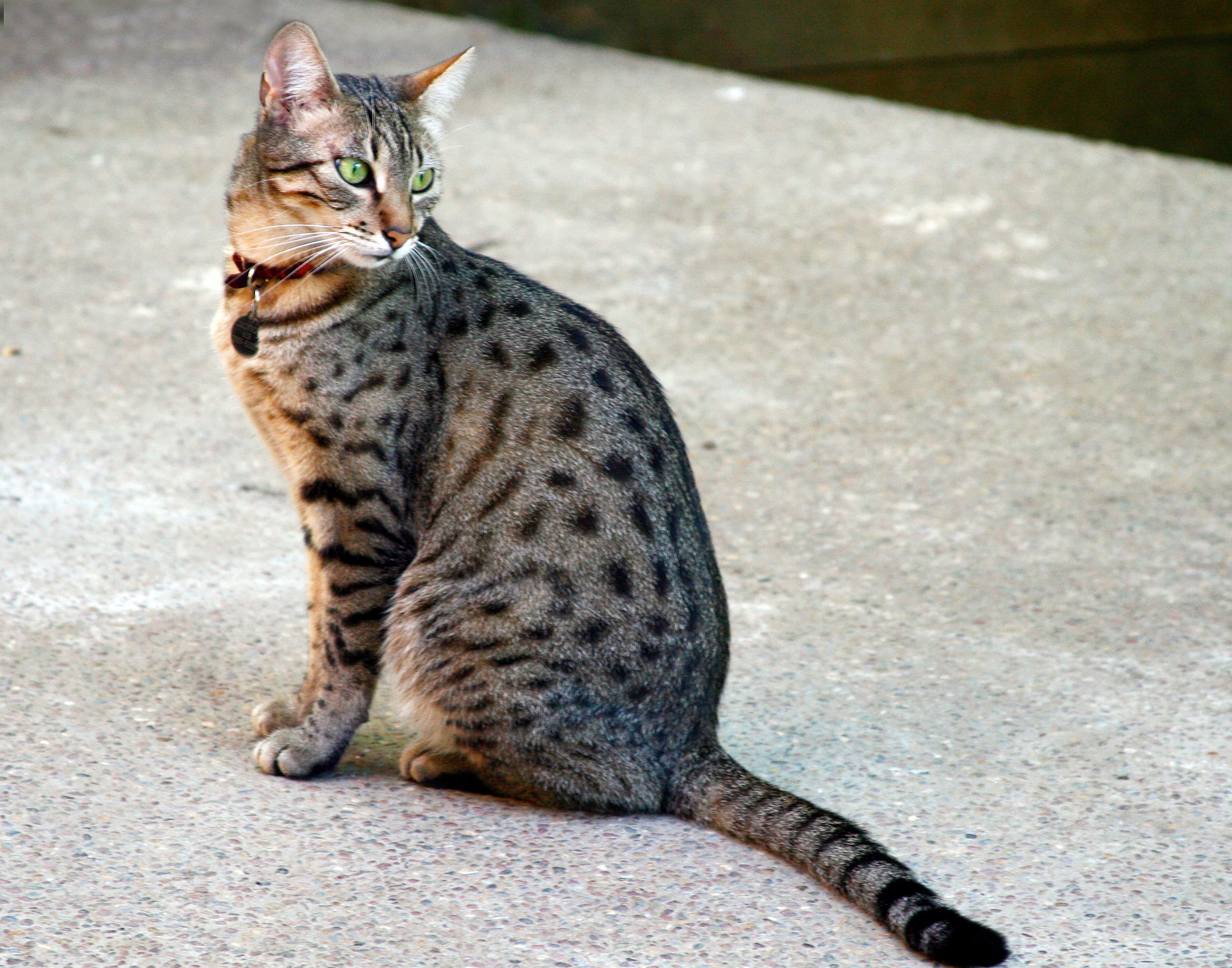 Egyptian Mau-2