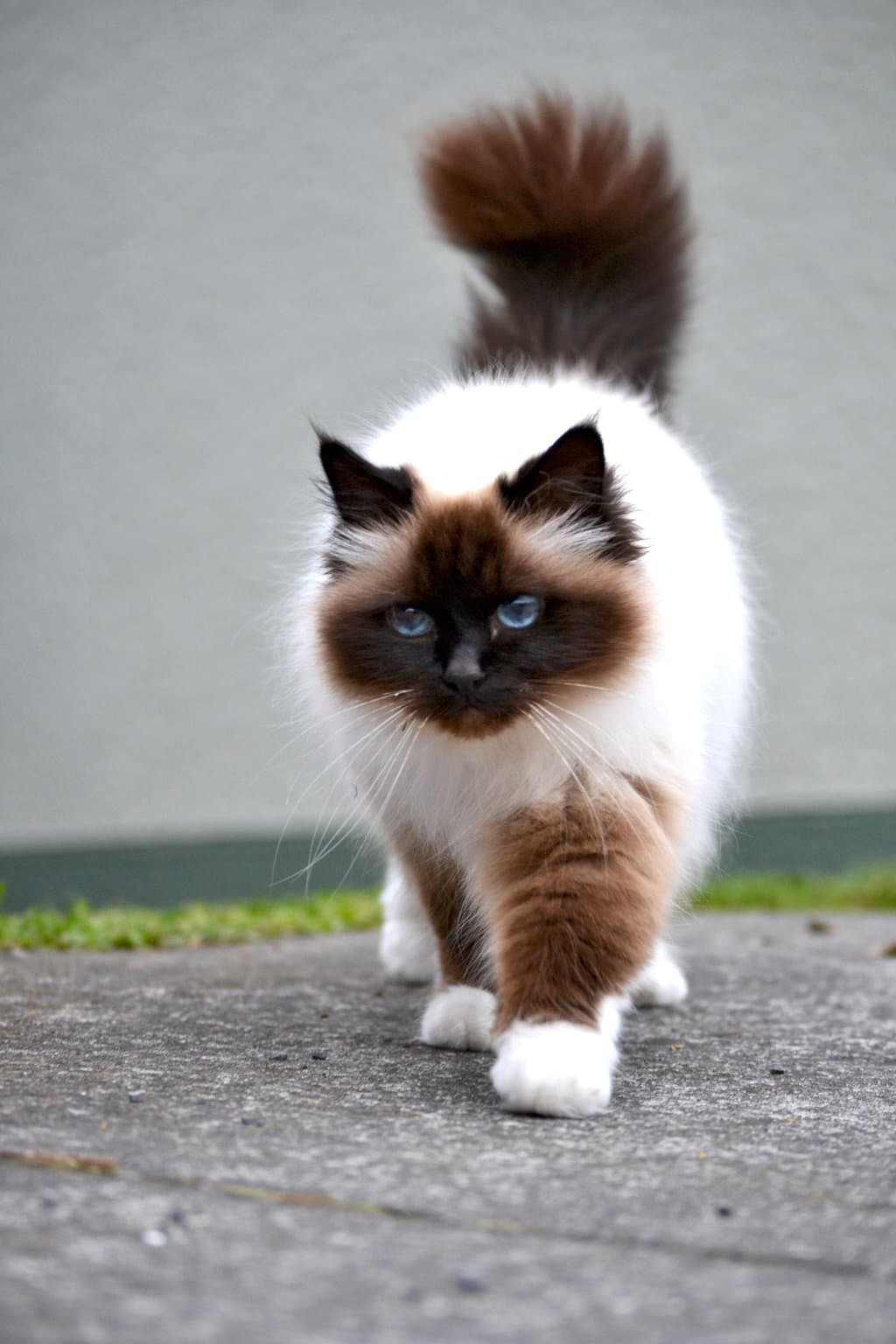 Birman-1