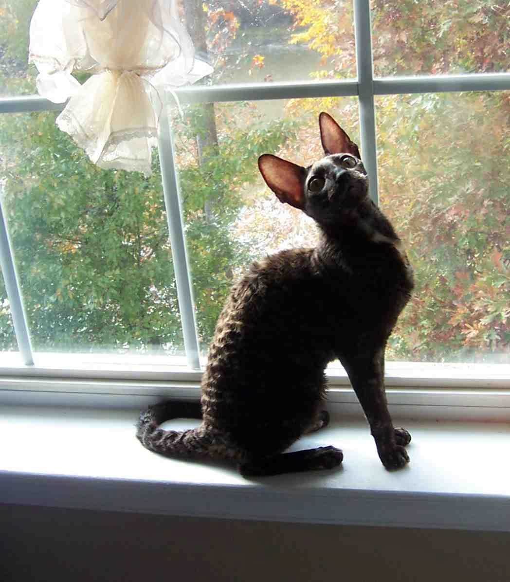 Cornish Rex-5