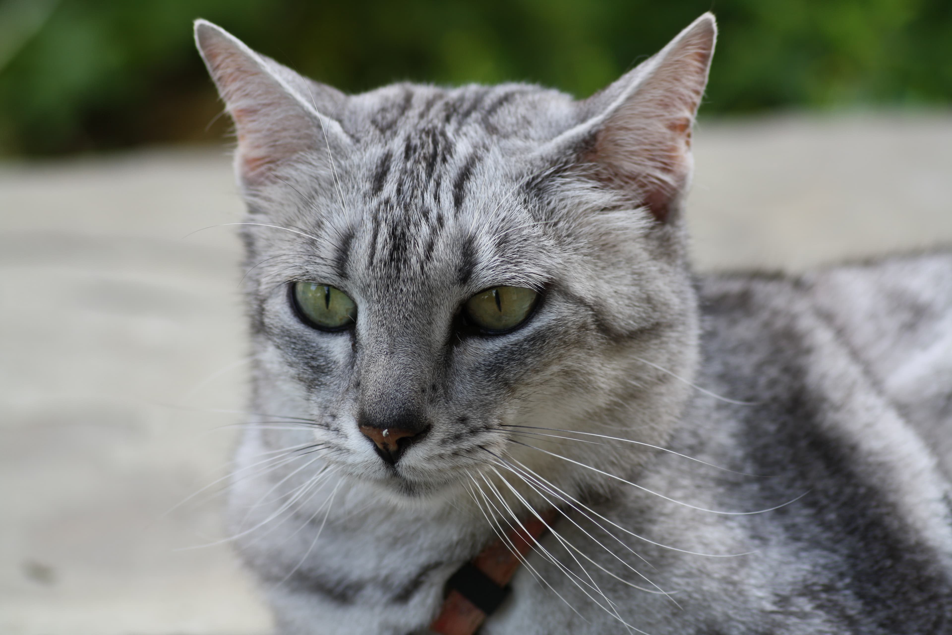 Egyptian Mau-7