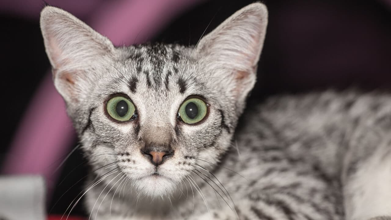 Egyptian Mau-3