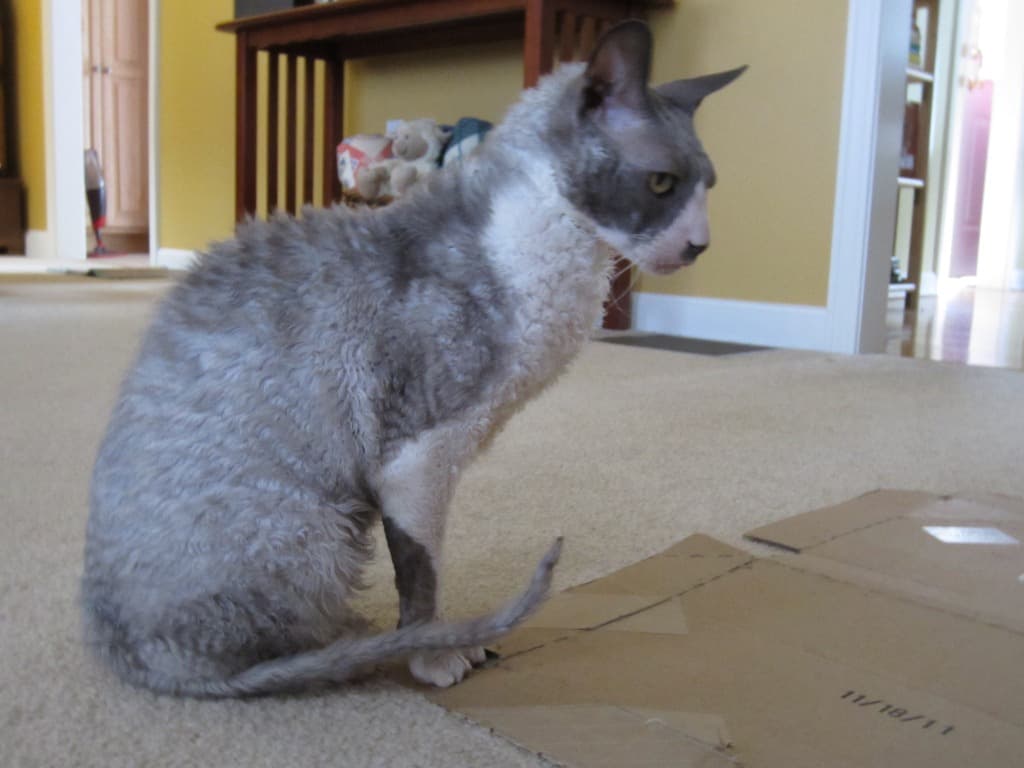 cat