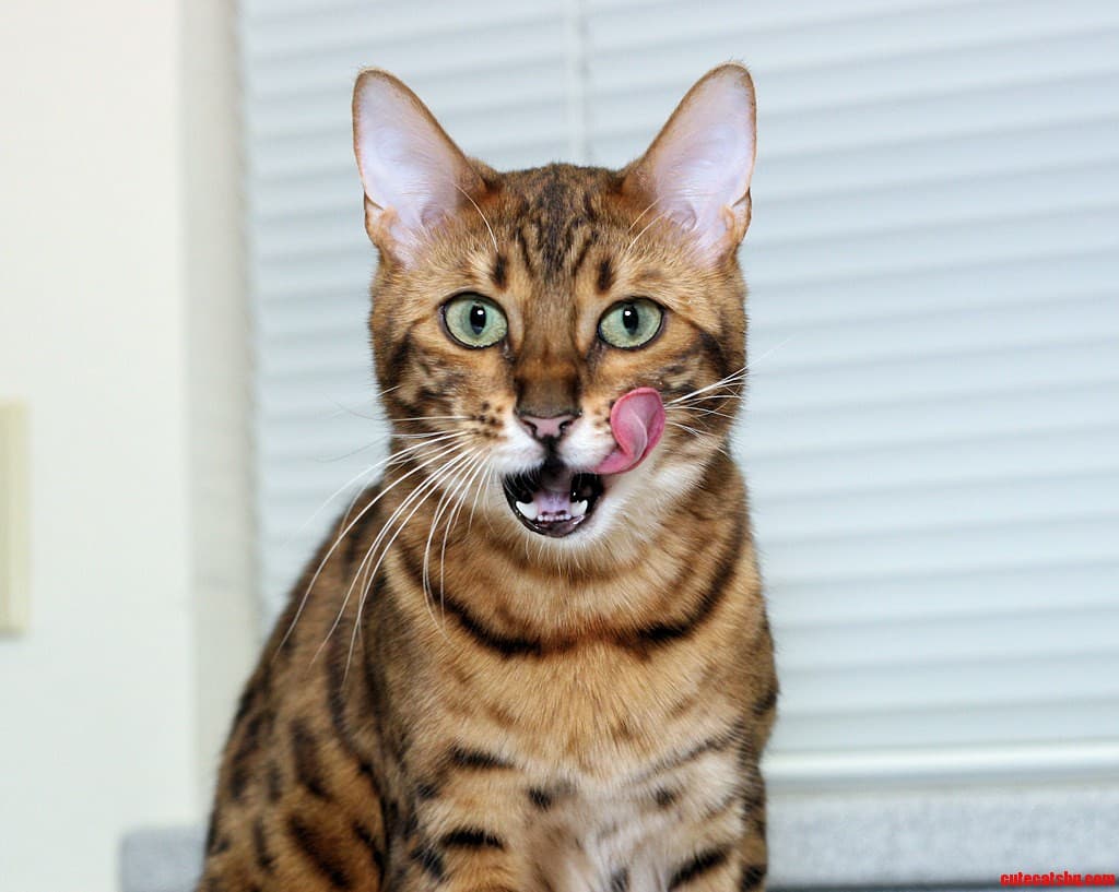 Bengal-4
