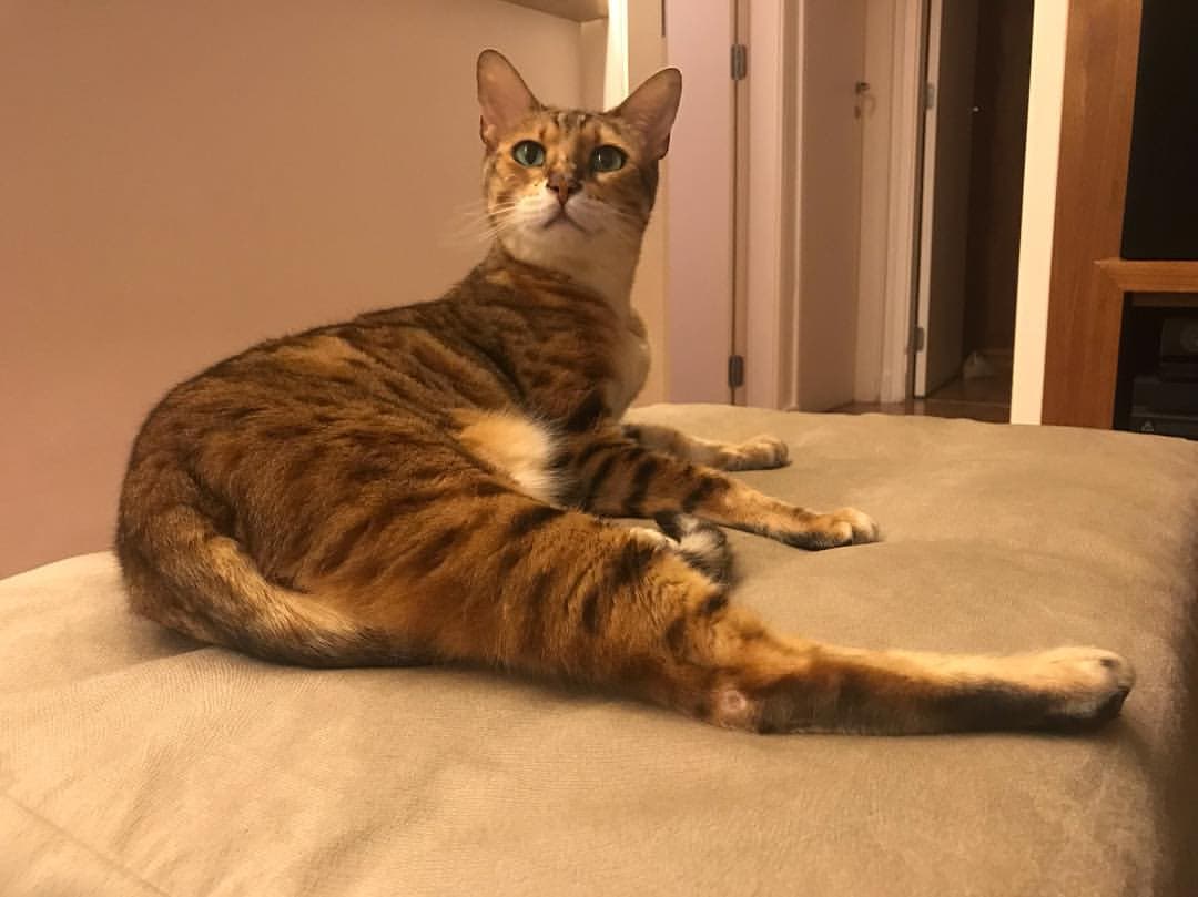 Bengal