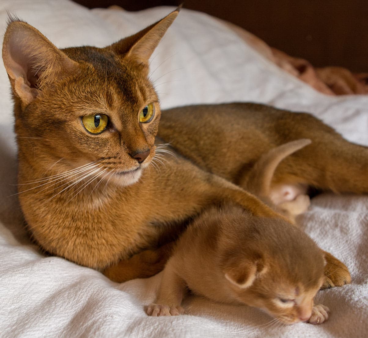 Abyssinian-3