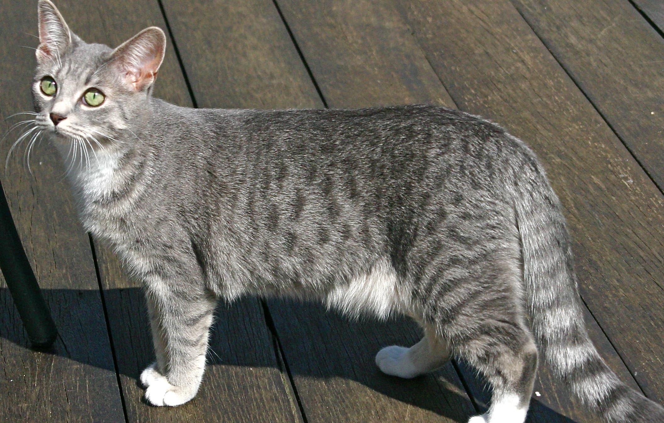 Egyptian Mau-6