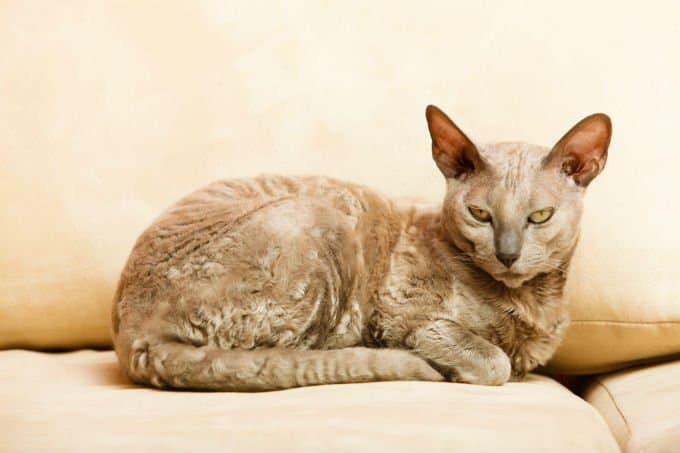 Egyptian Mau-5