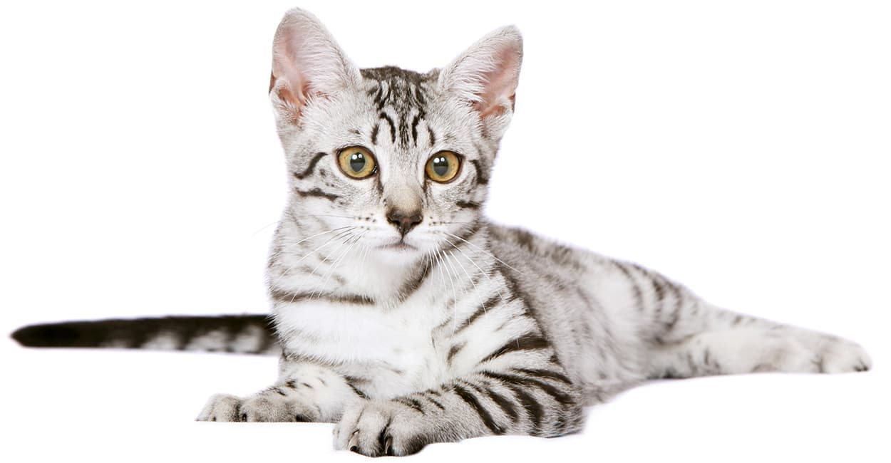 Egyptian Mau-6