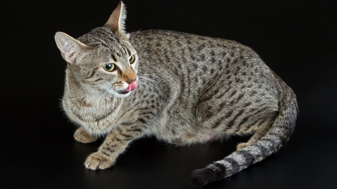 Egyptian Mau-3