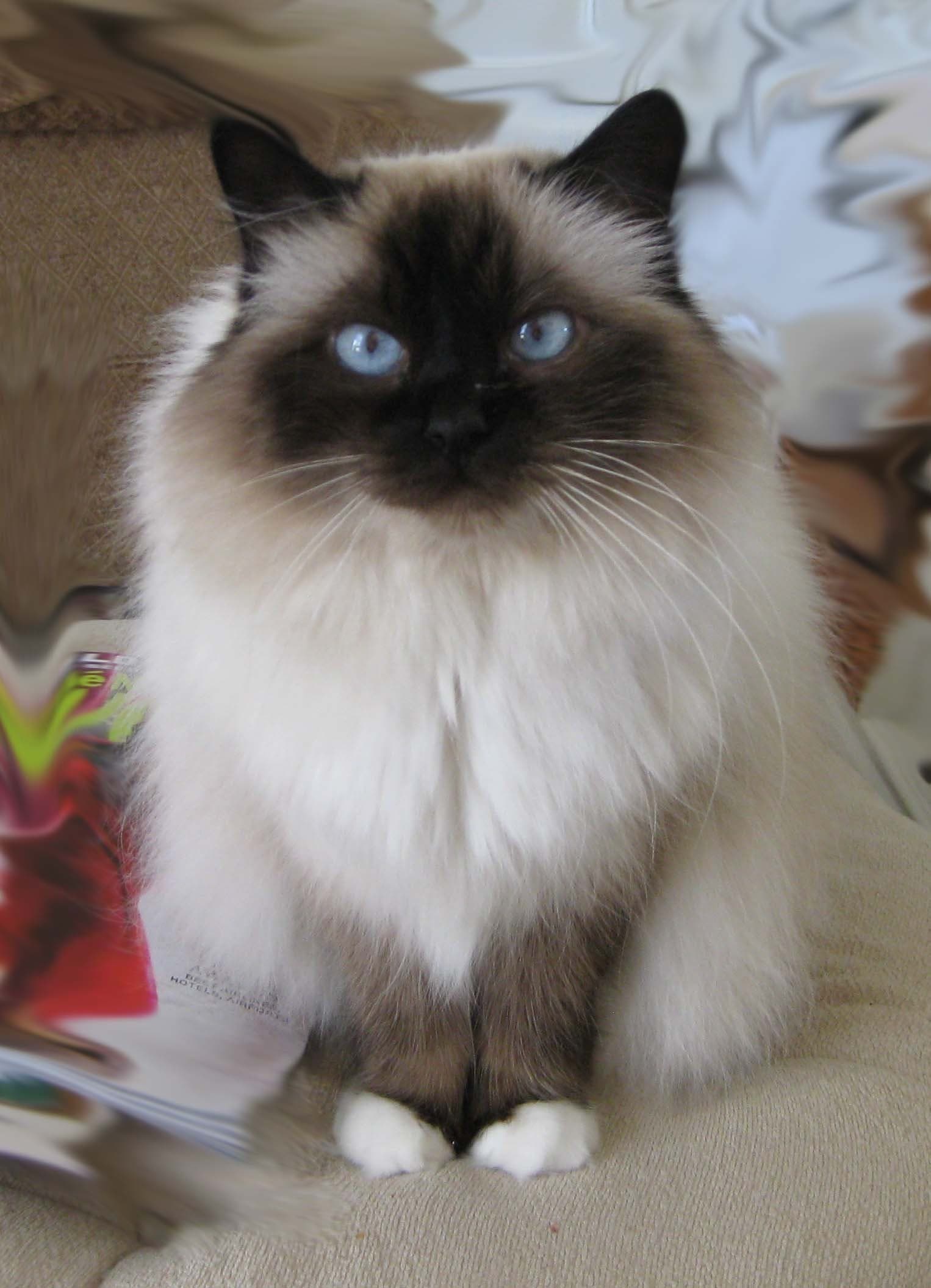 Birman-3