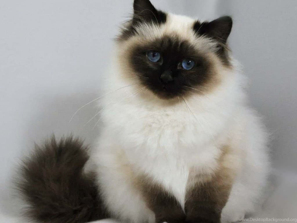 Birman-1