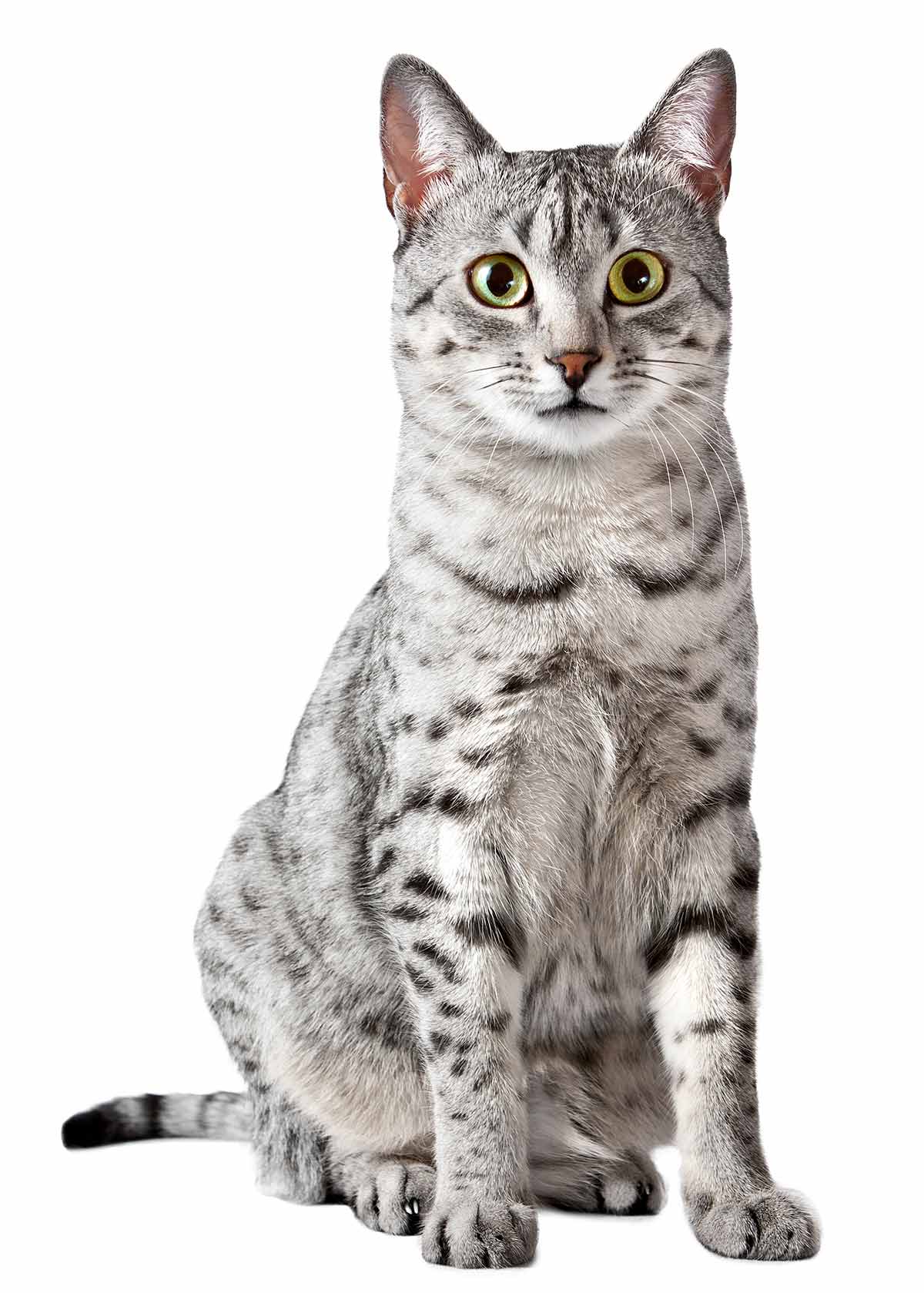 Egyptian Mau-5