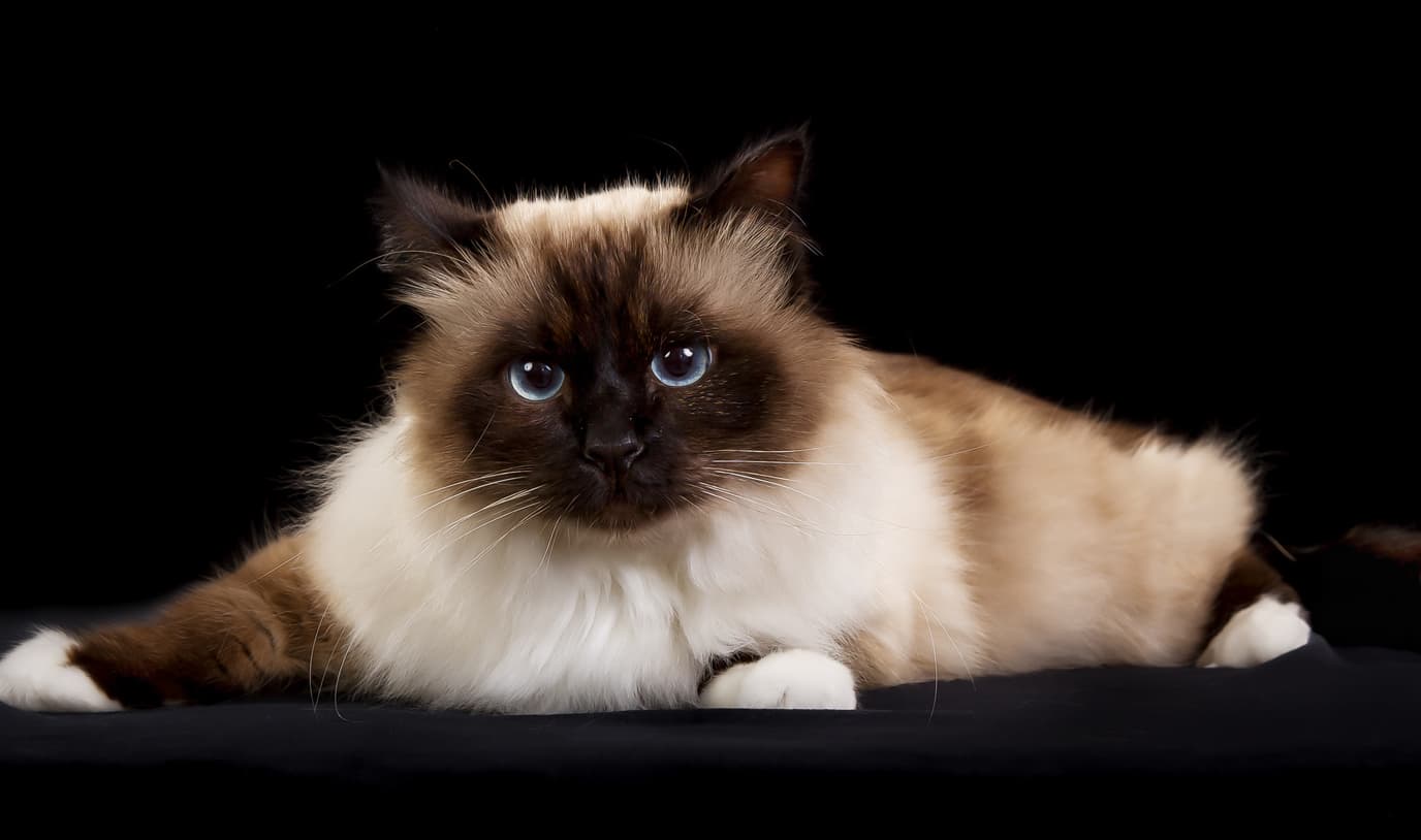 Birman-6