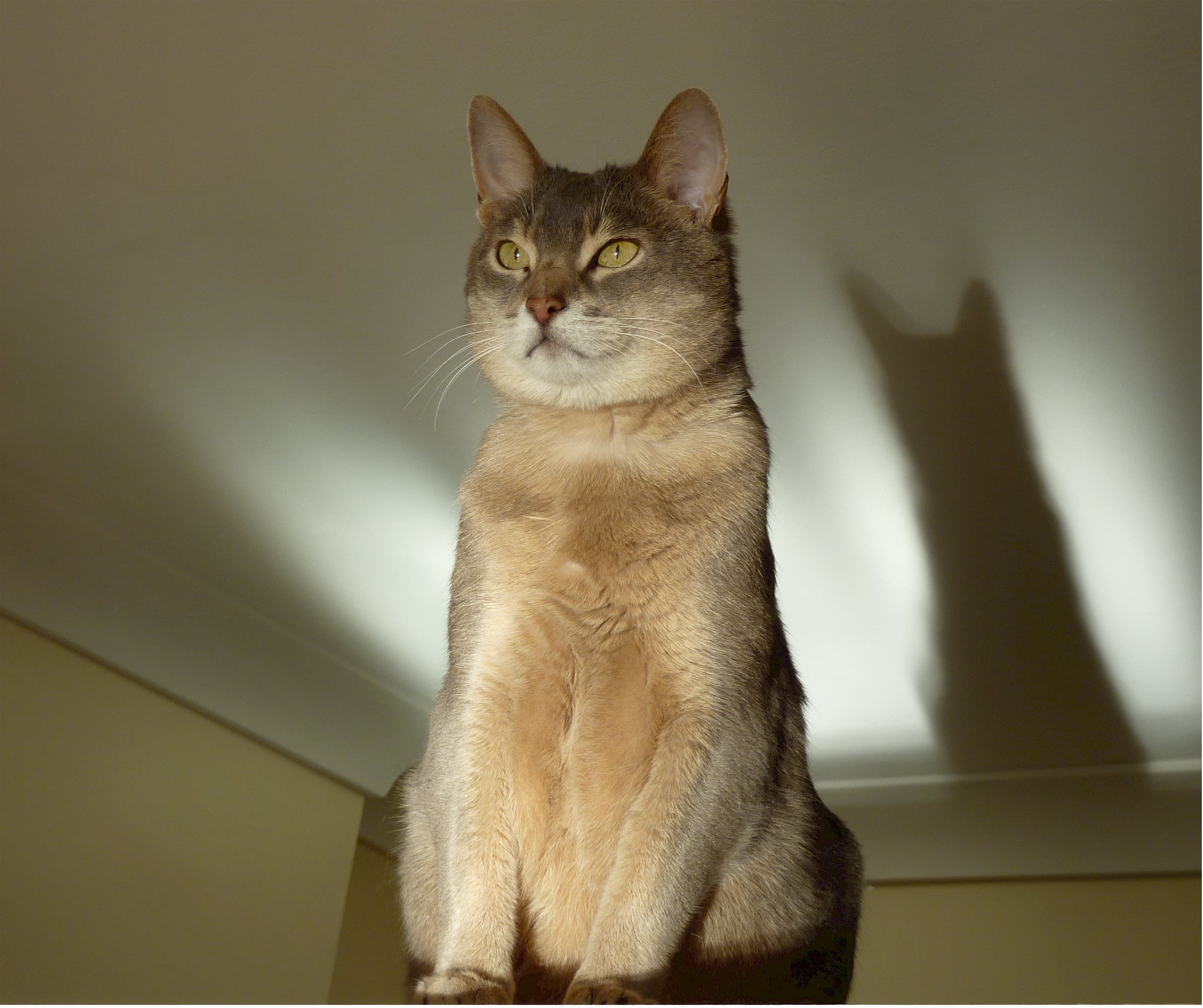 Abyssinian-3