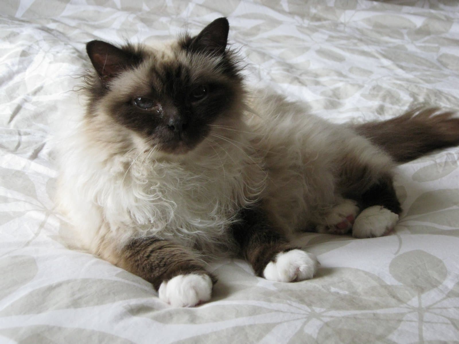 Birman-9