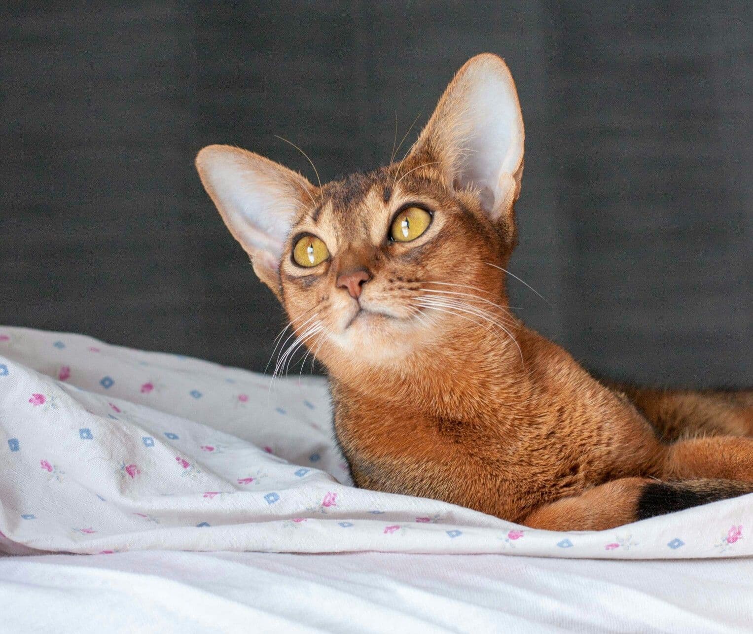 Abyssinian-6