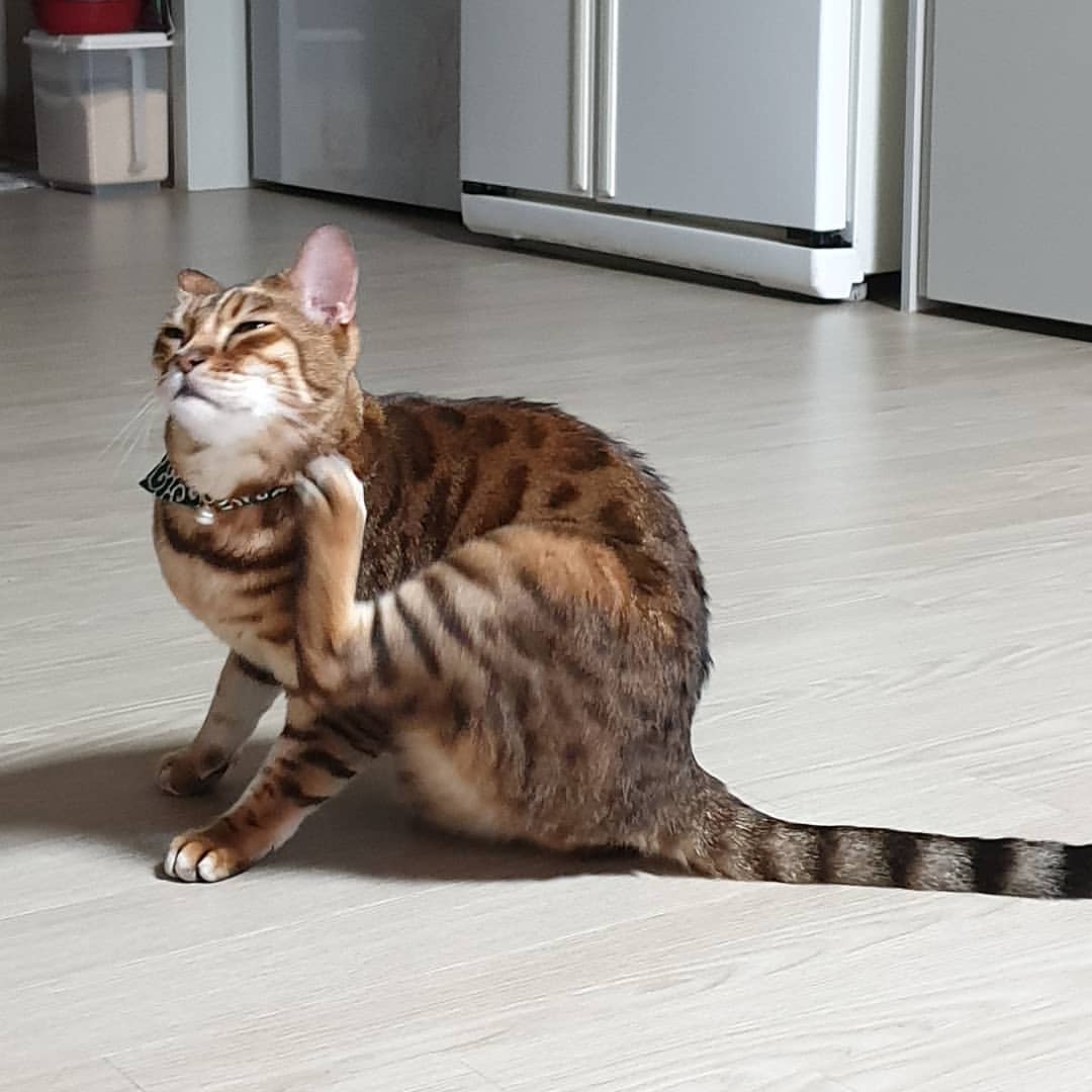 Bengal
