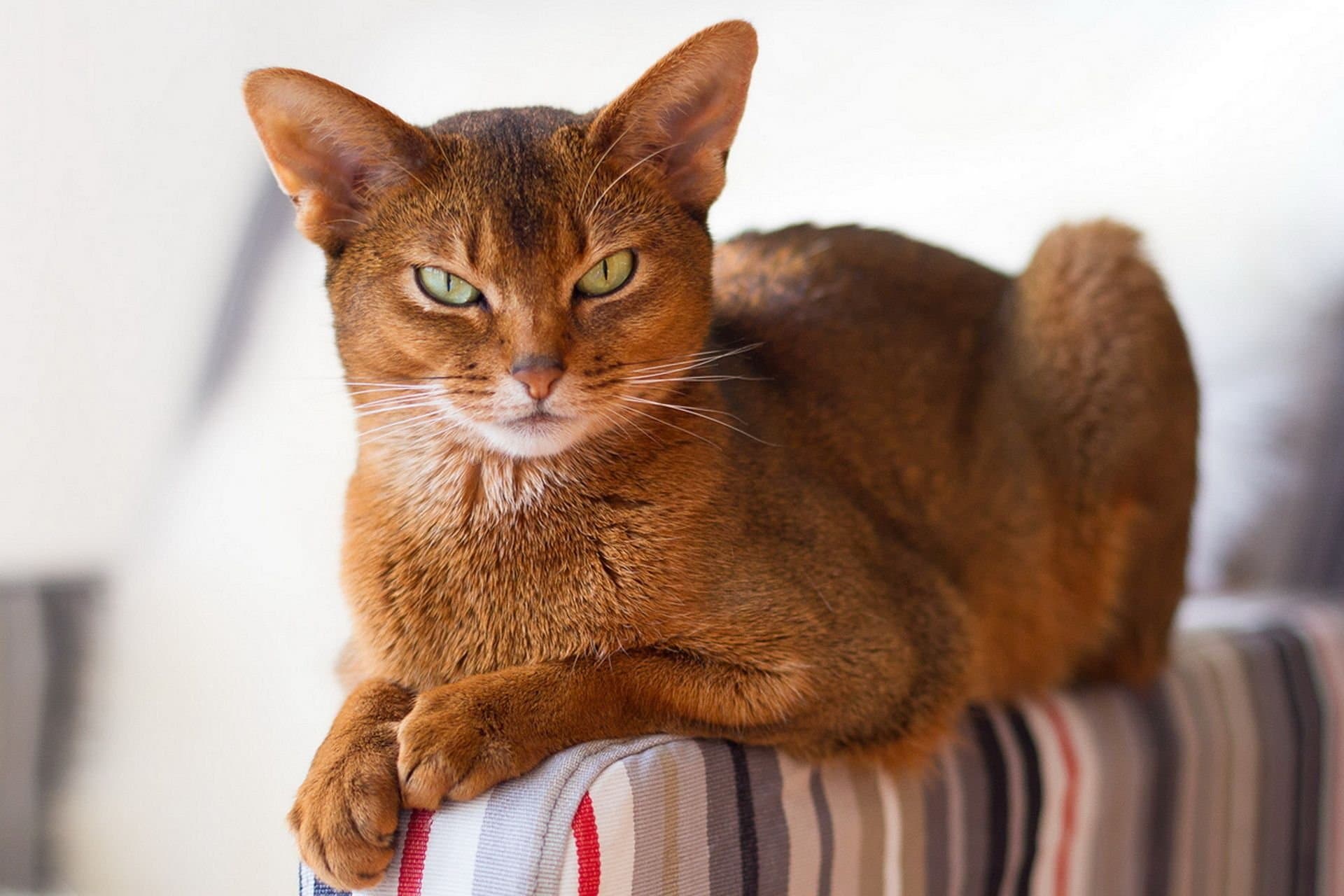 Abyssinian-1