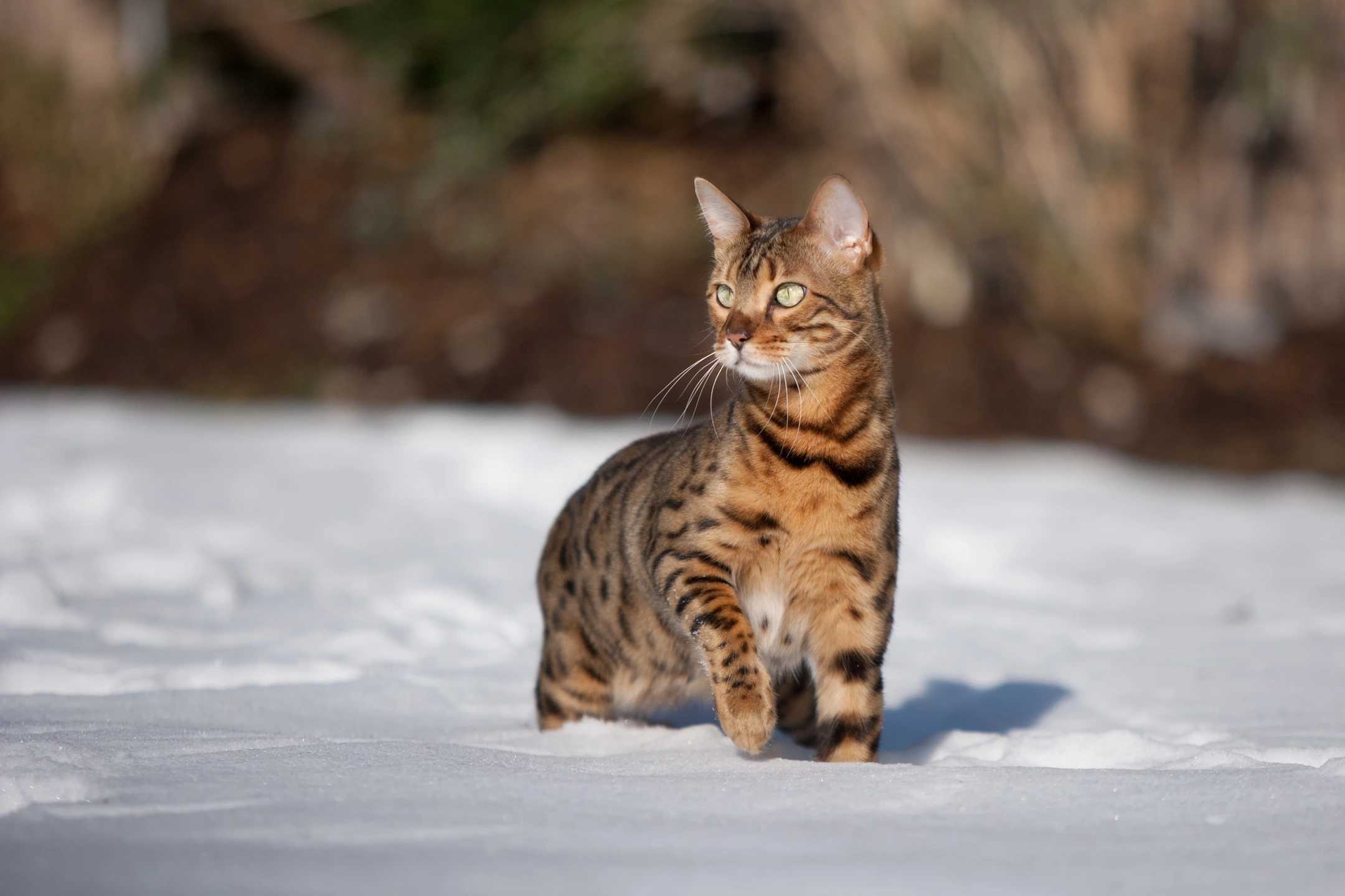 Bengal-6