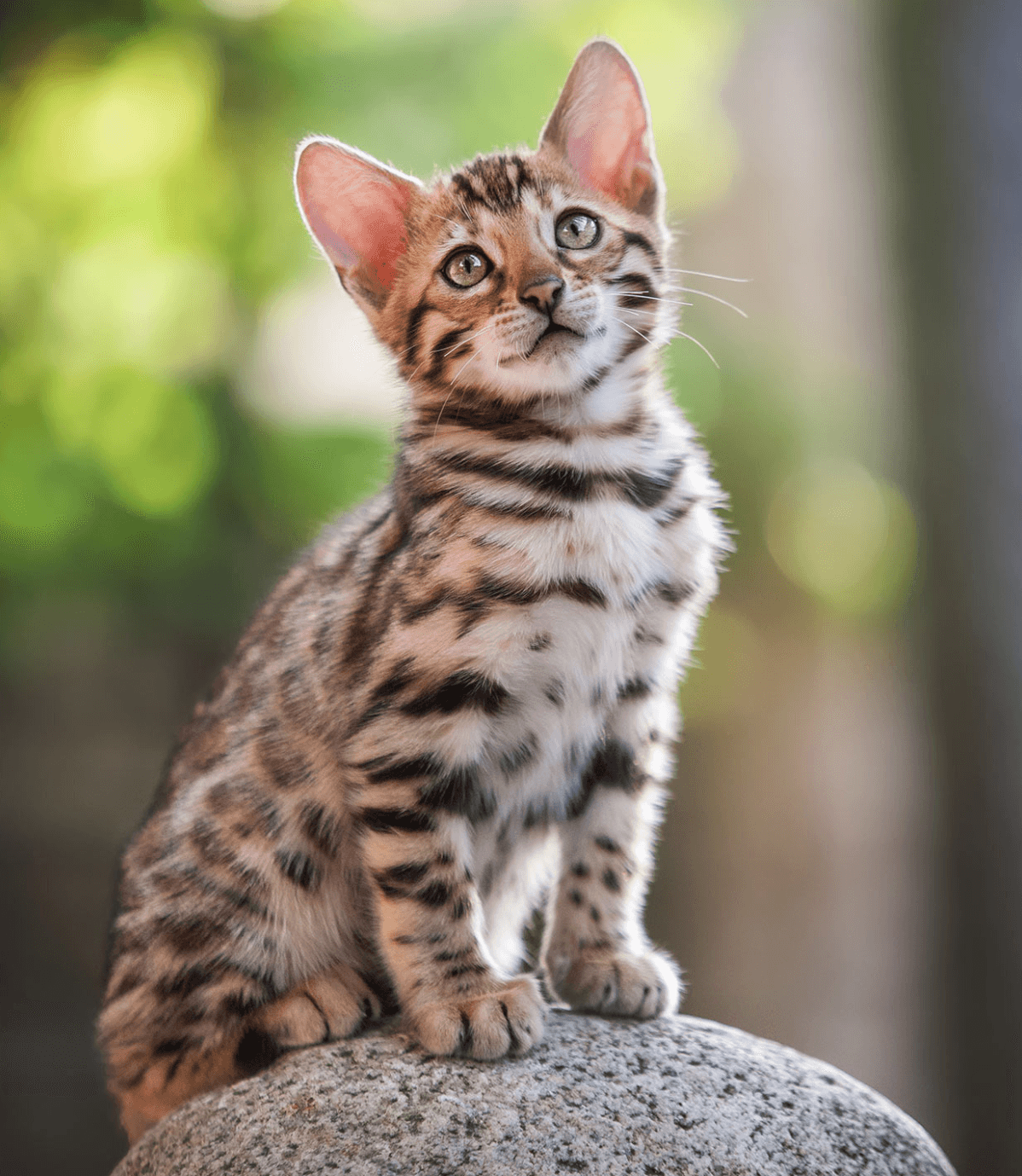 Bengal-3