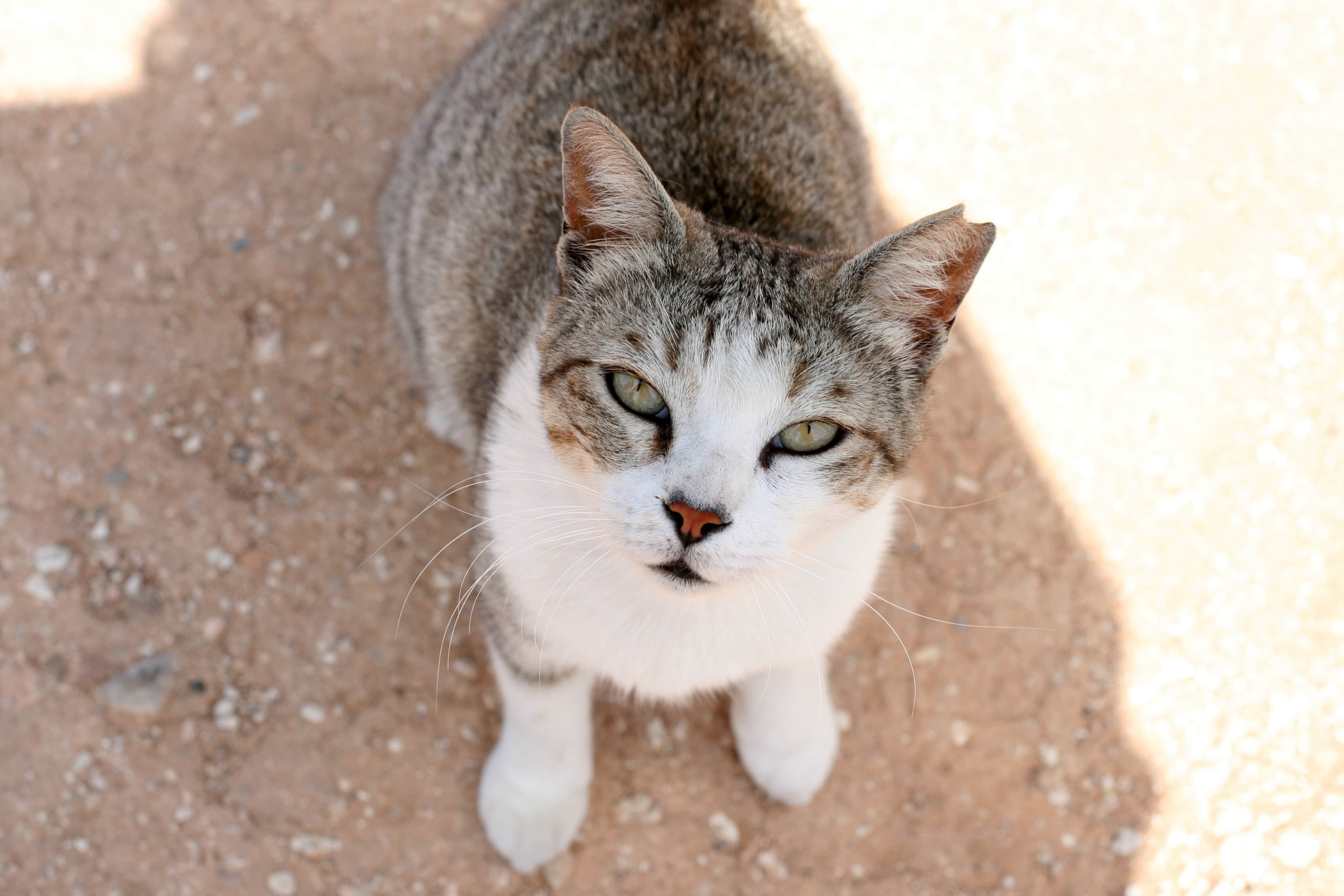cat