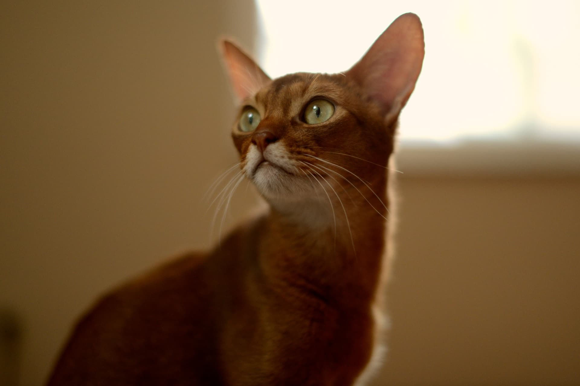Abyssinian-7