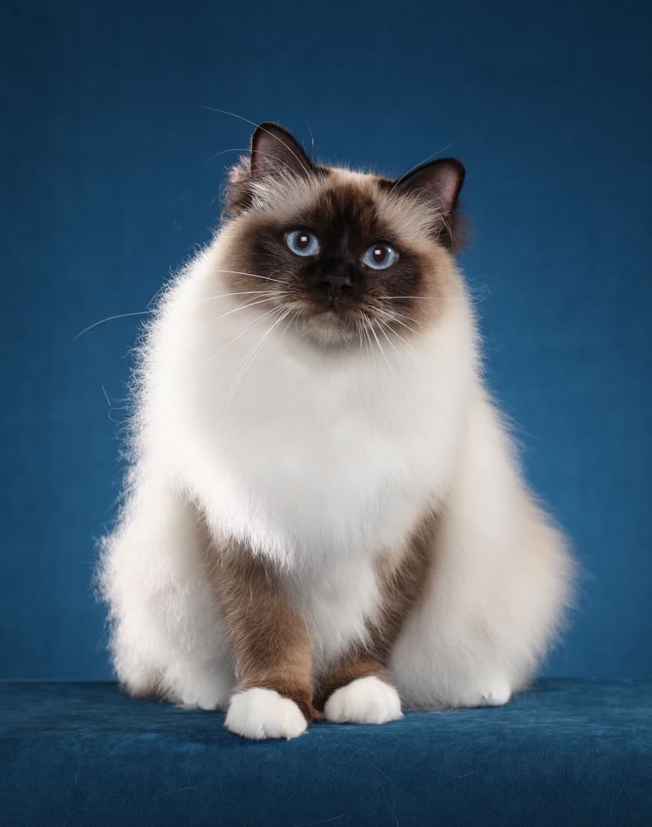 Birman-8
