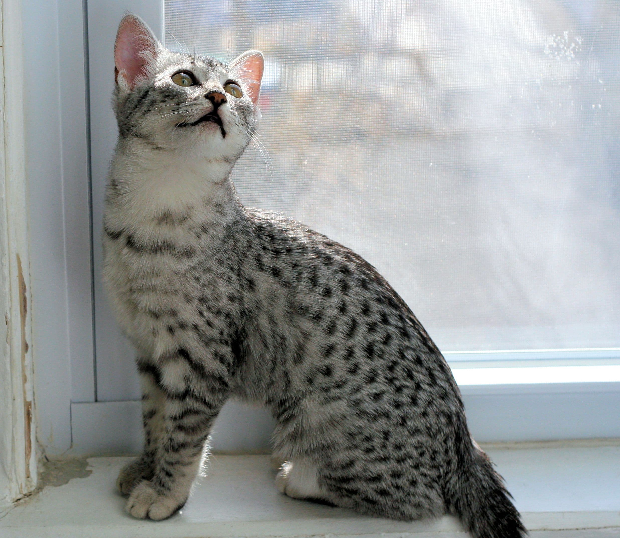 cat