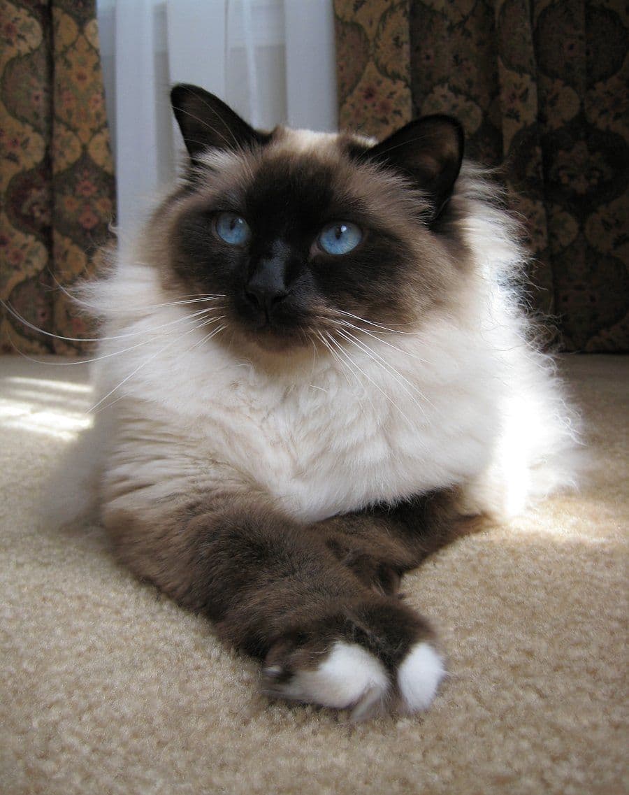 cat