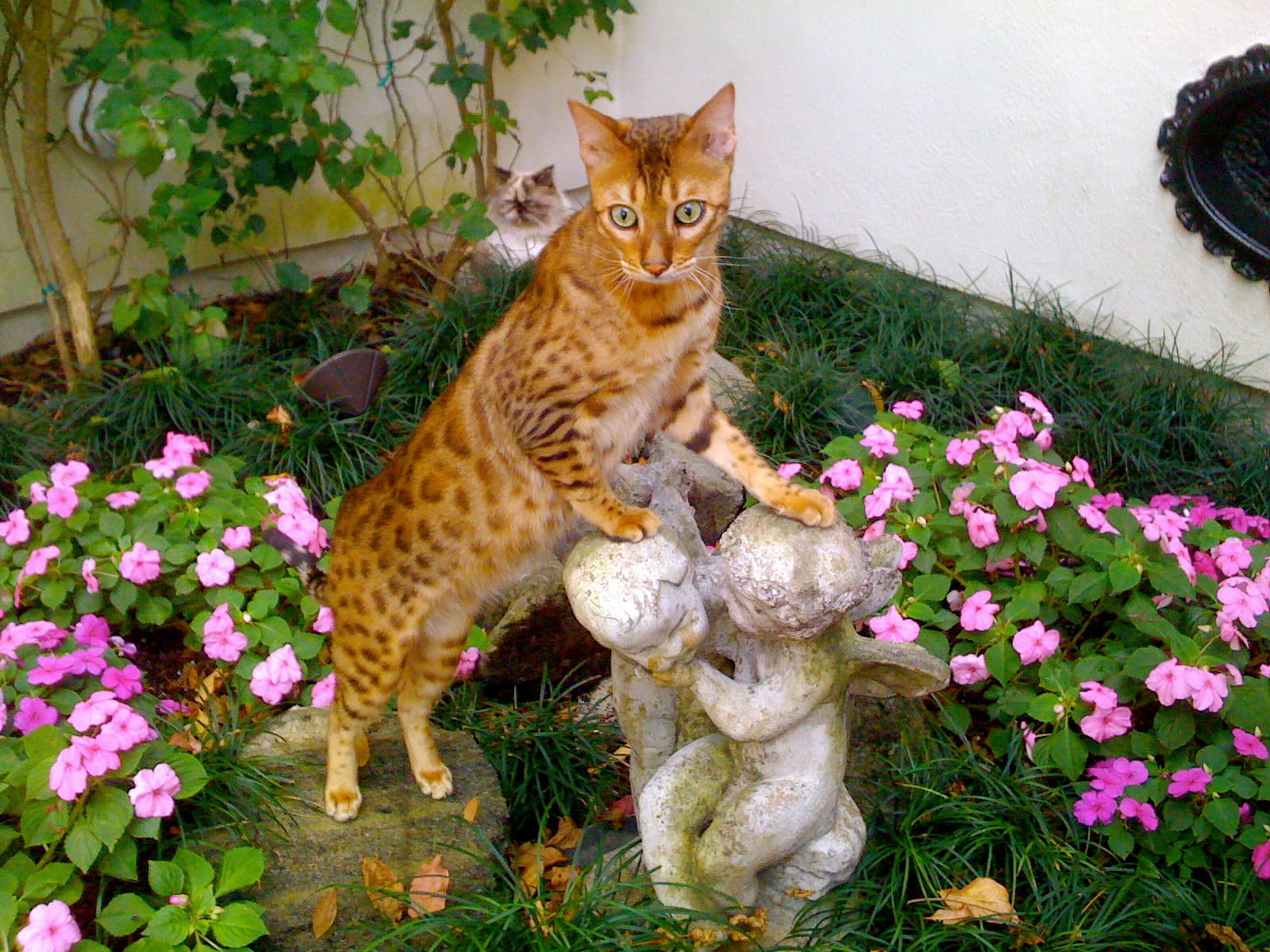 Bengal-6