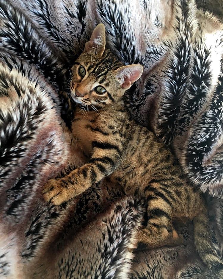 Bengal-1