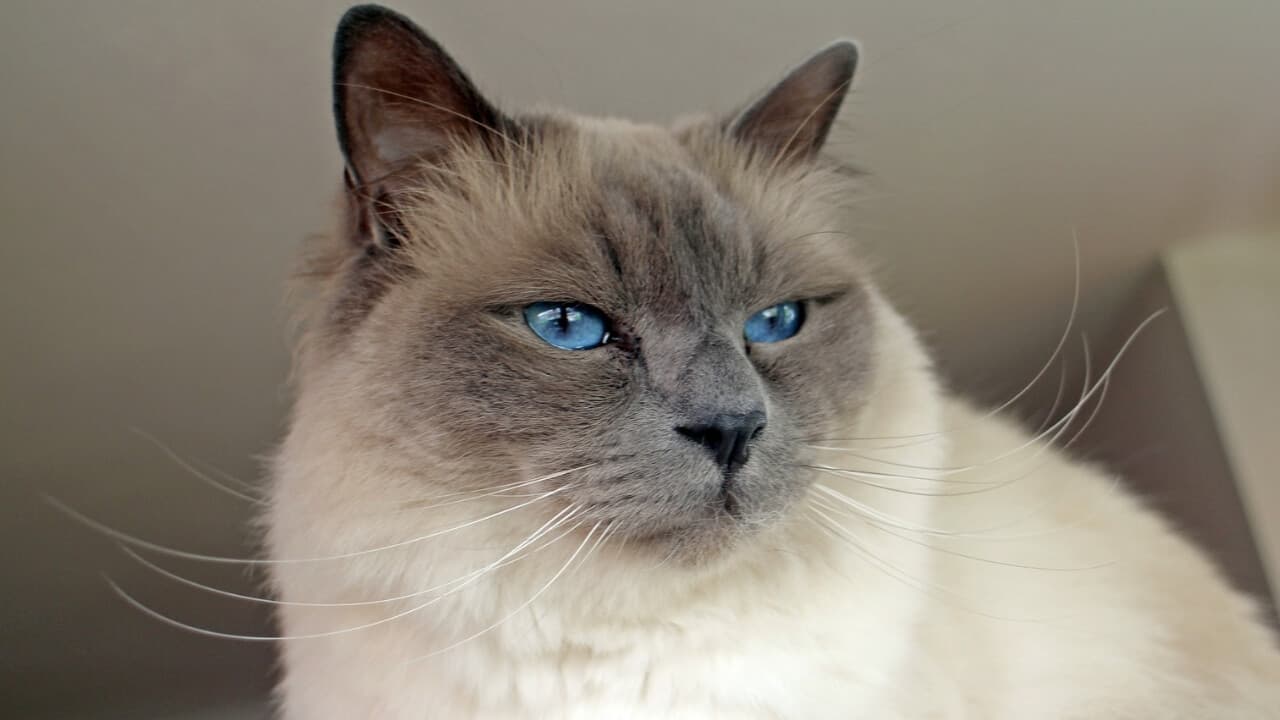 Birman-5