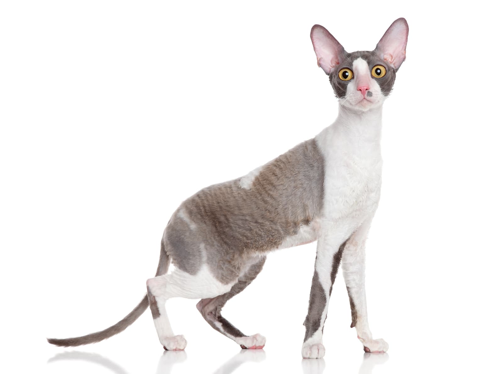 Cornish Rex-6