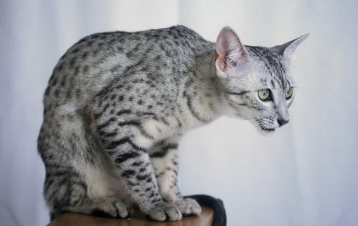 Egyptian Mau-1