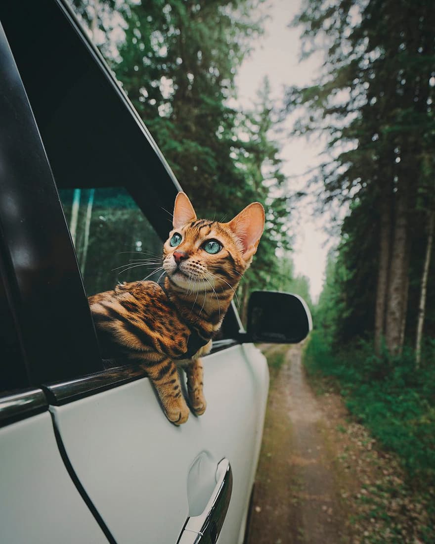 Bengal-9