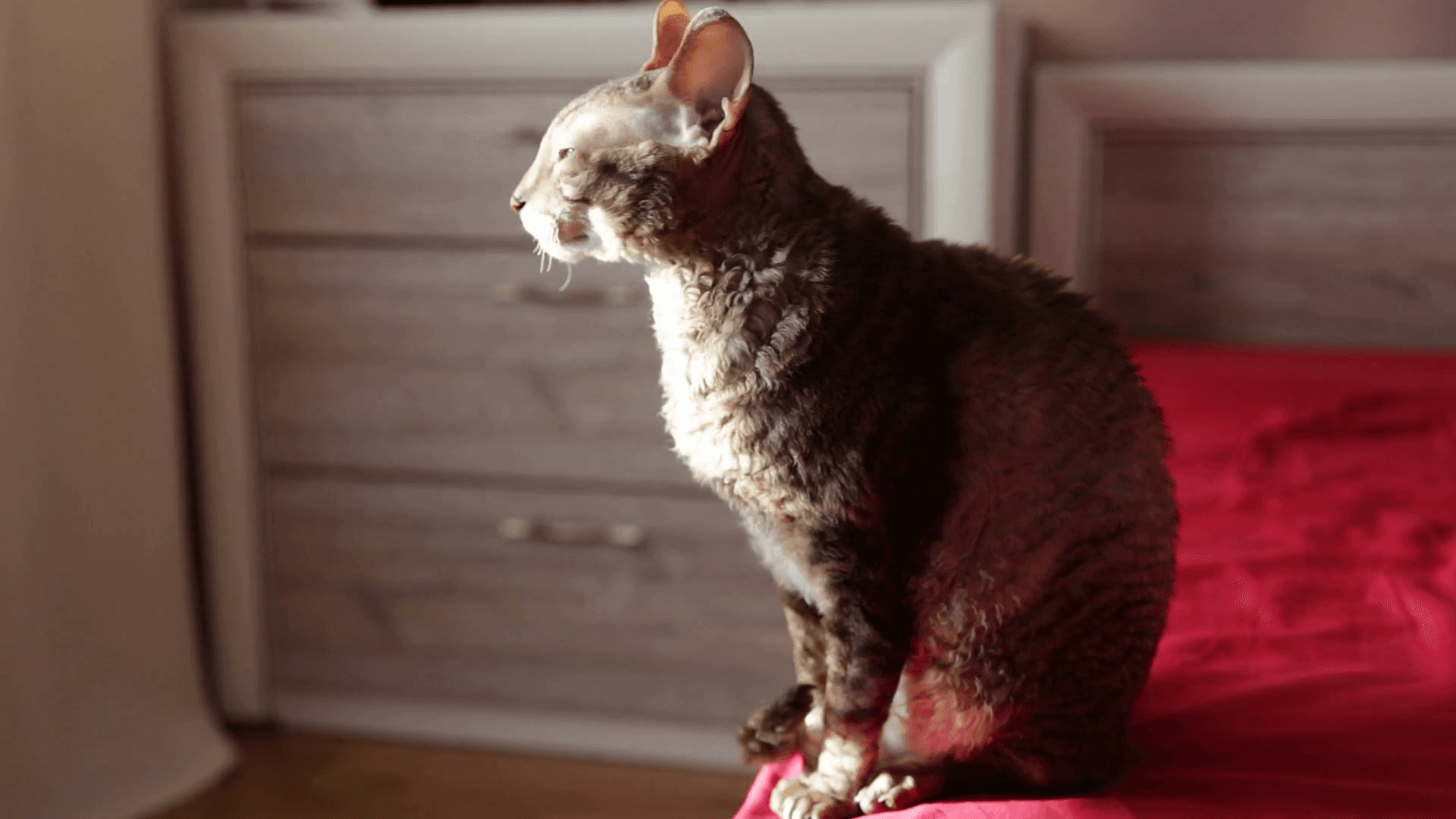 Cornish Rex-9