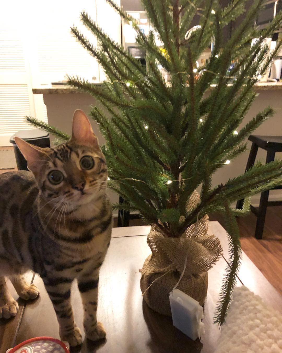 Bengal-2