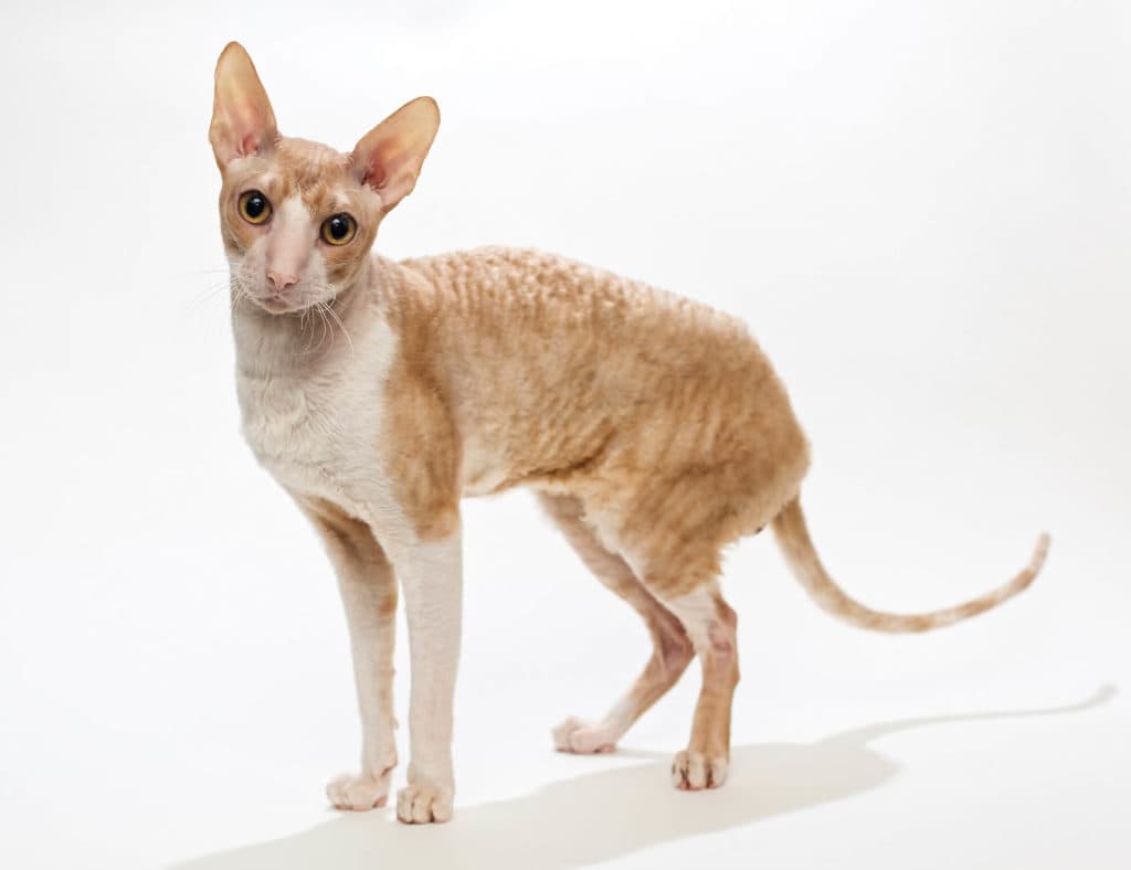 Cornish Rex-1