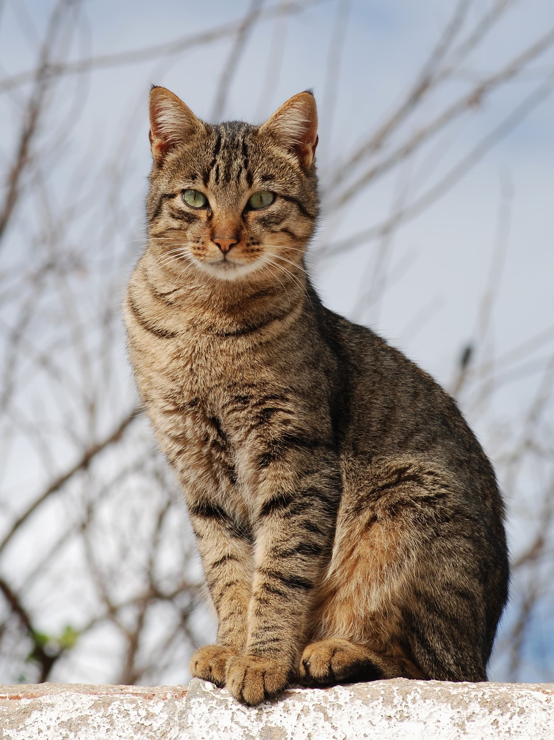 Bengal-5
