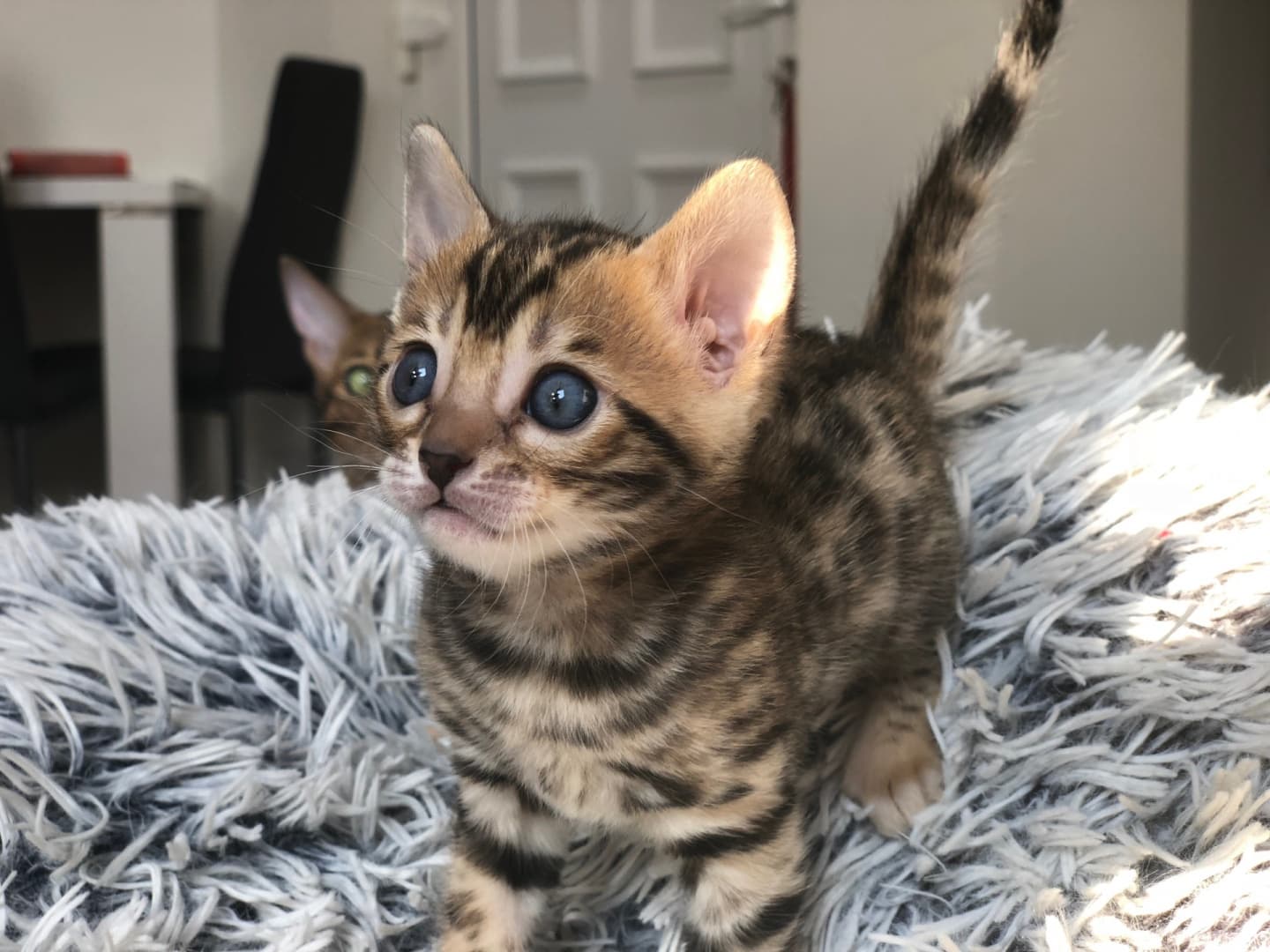 Bengal-7