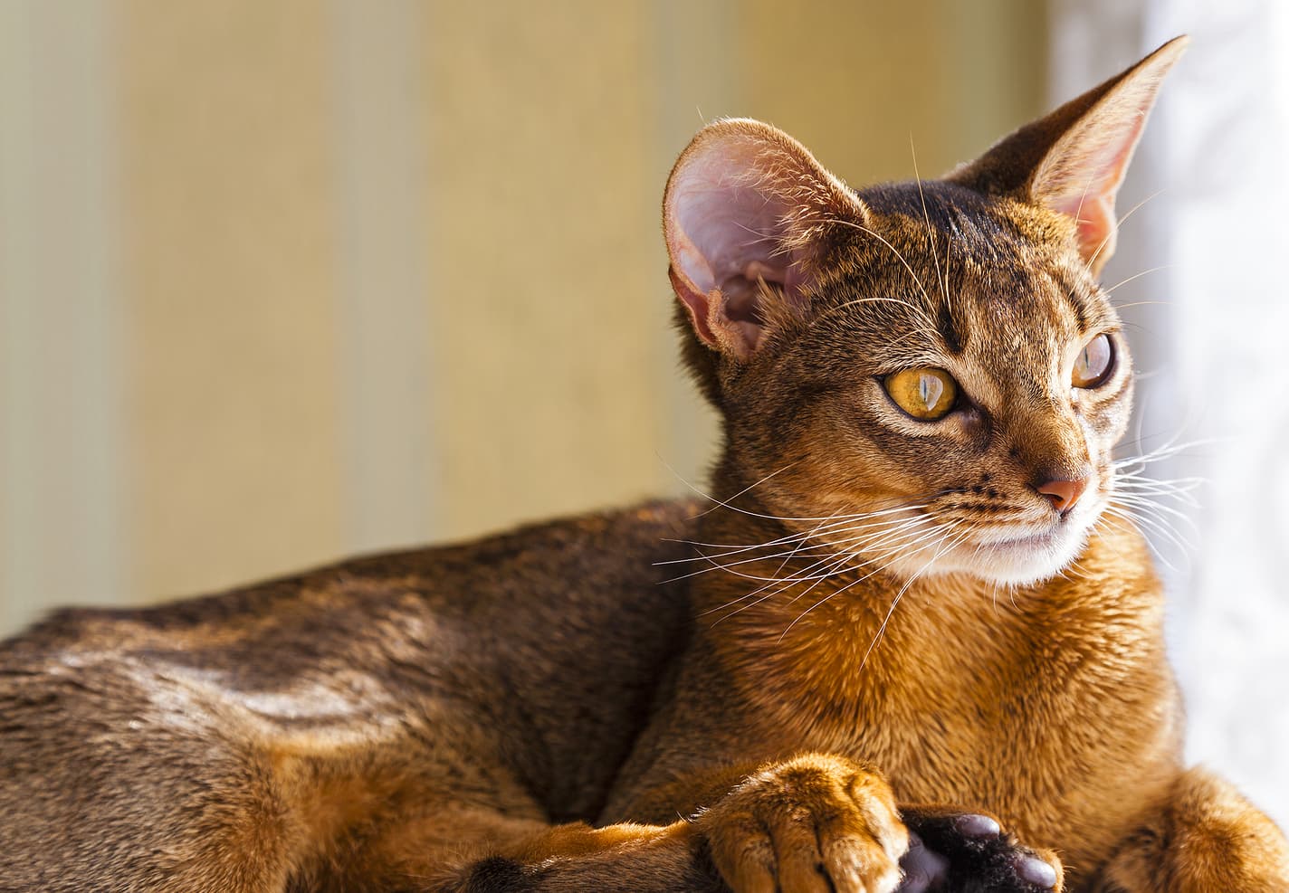 Abyssinian-5