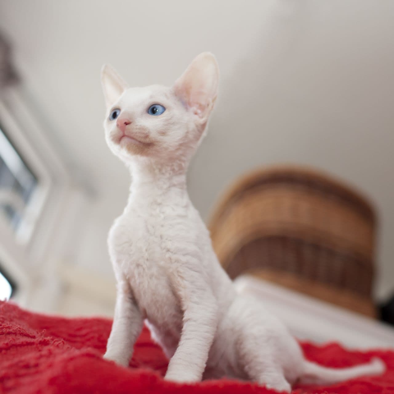 Cornish Rex-6