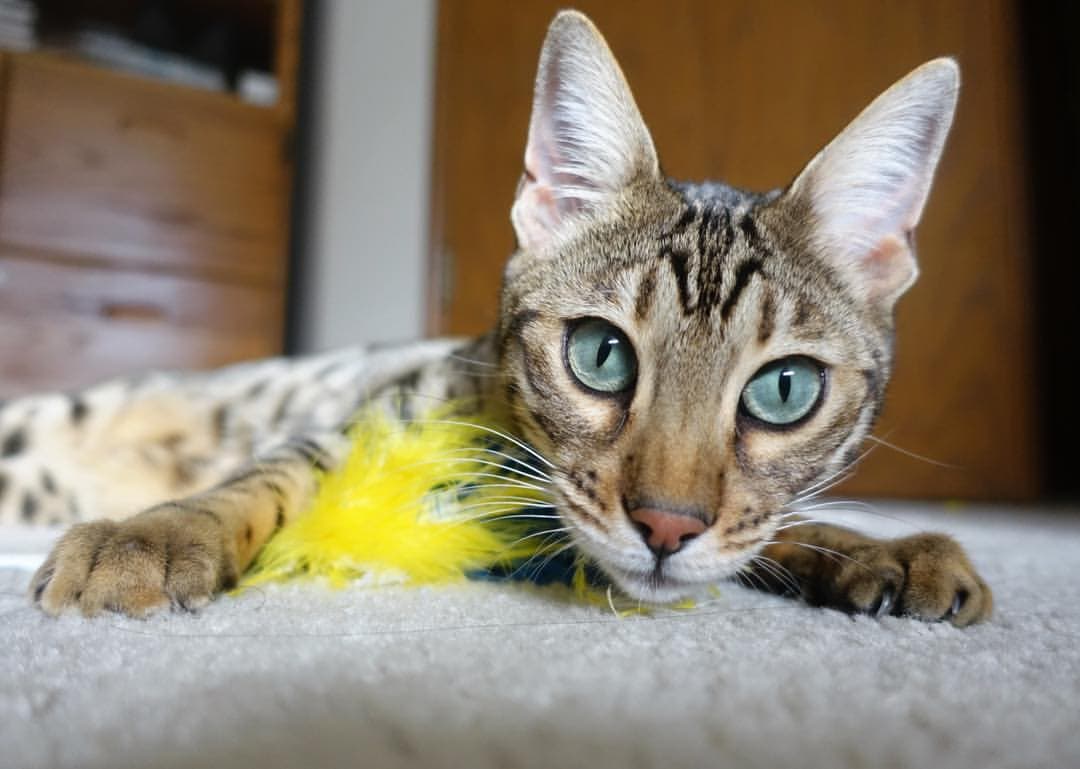 Bengal-3