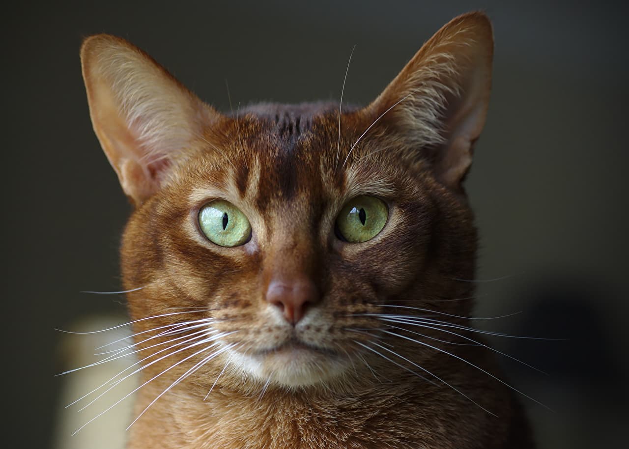 Abyssinian-2