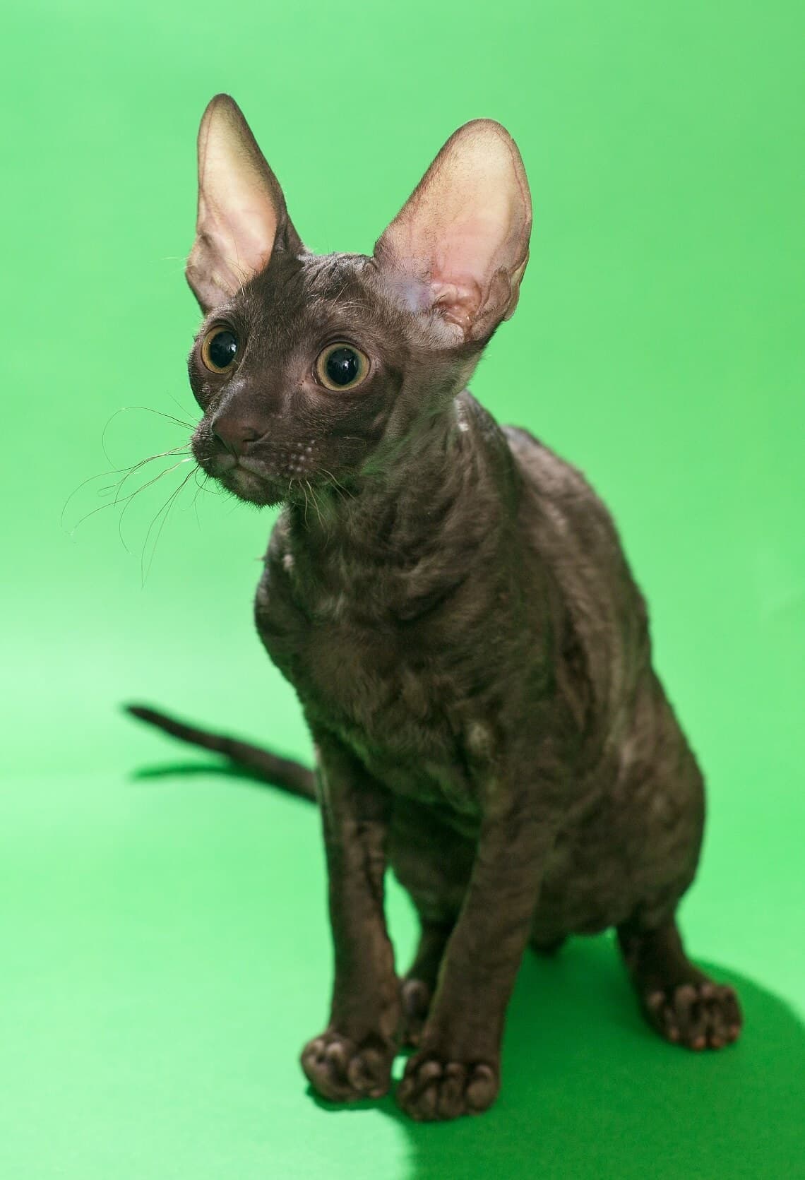 Cornish Rex-3