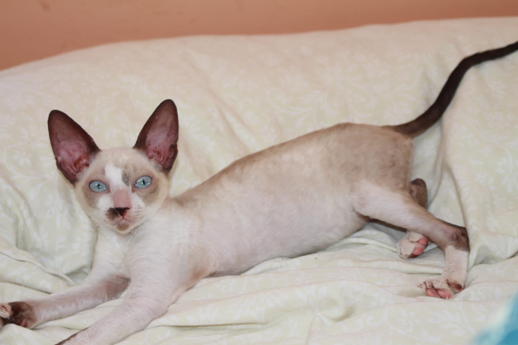 Cornish Rex-1