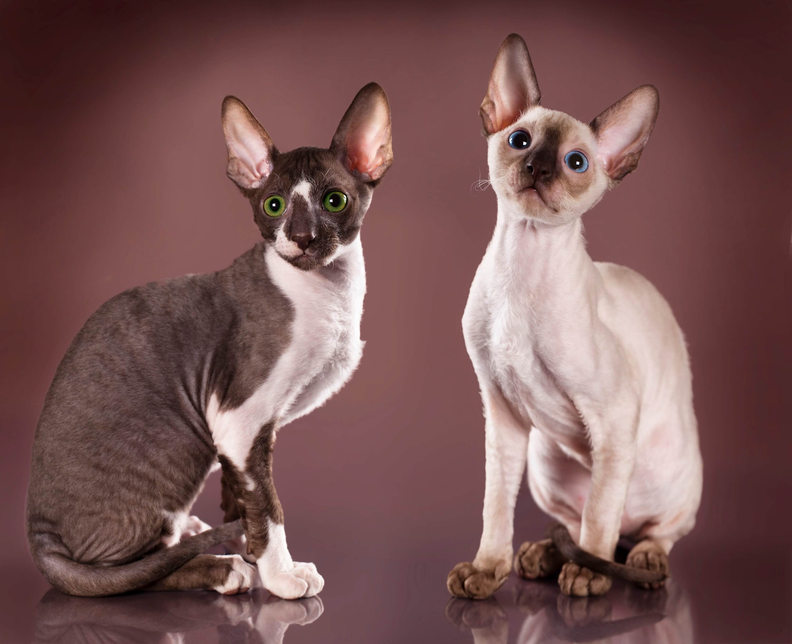 Cornish Rex-2