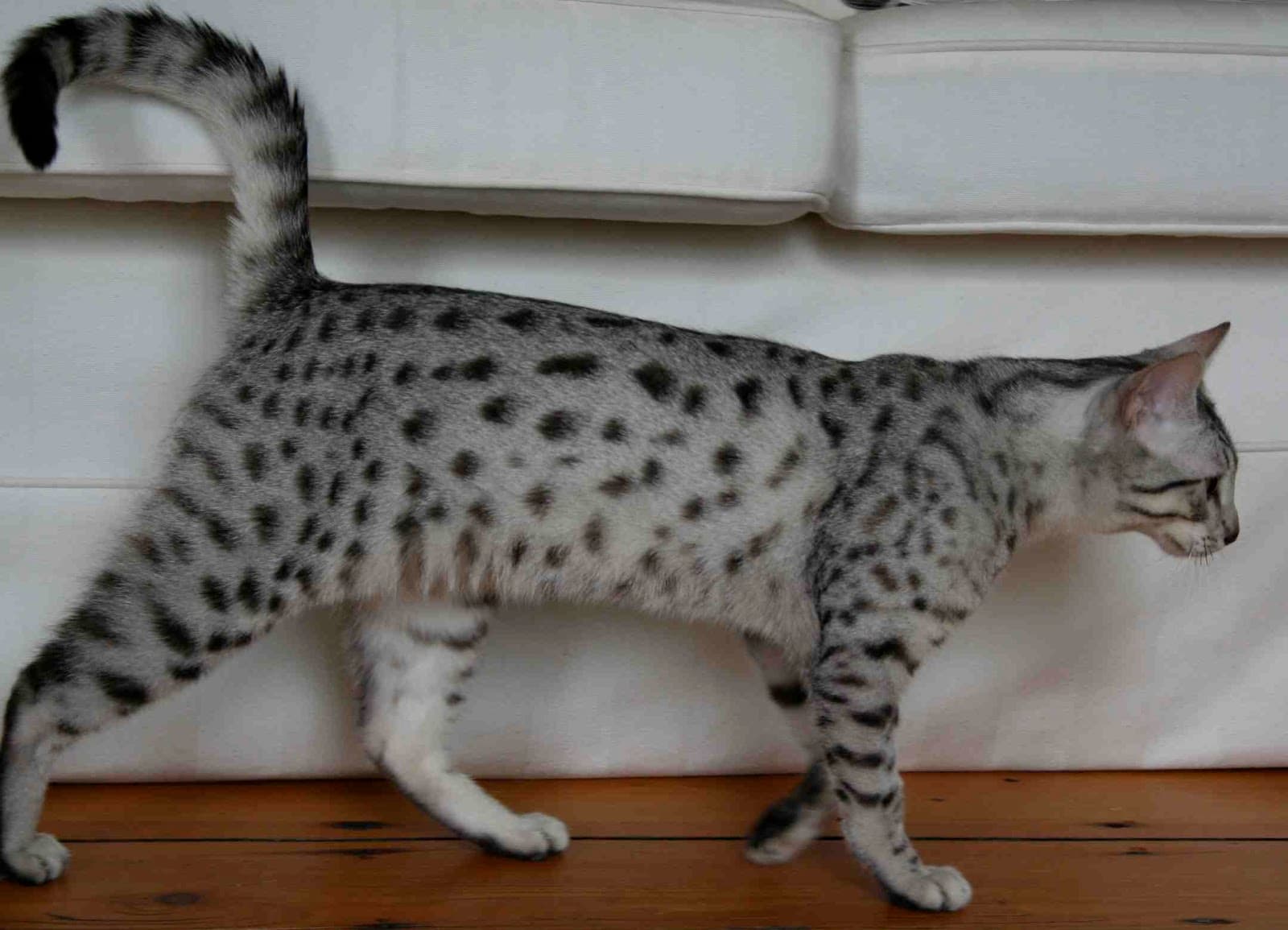 Egyptian Mau-9